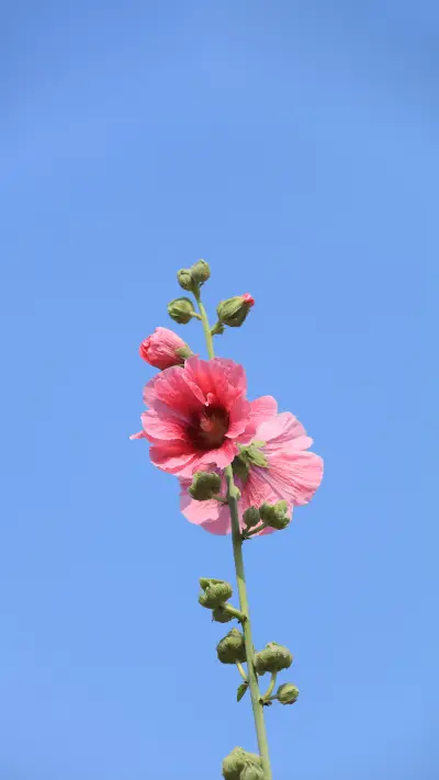 百花争艳壁纸-锐景创意